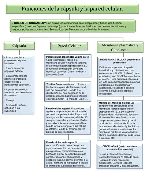Biologia Semana P Ckmmdkfdjn Funciones De La Cpsula Y La Pared