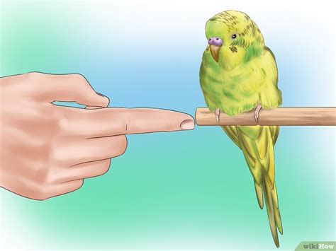 How To Get A Bird Out Of Your House Wikihow Snorkelling Vlog Fonction