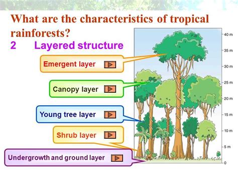 The Vertical Structure of a Tropical Rainforest