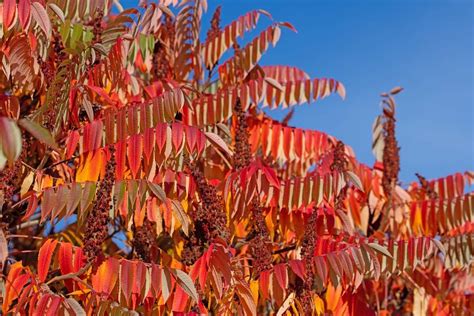 Sumac De Virginie Rhus Typhina Plantation Entretien