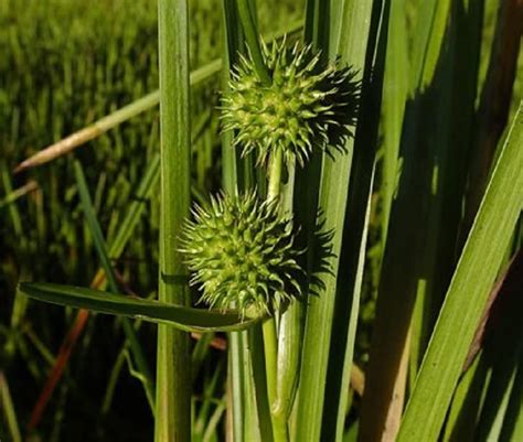 American Bur Reed Seeds For Planting Seeds Sparganium Americanum