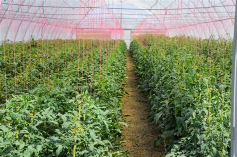 Premium Photo | Tomatoes in the greenhouse tied tomatoes in the ranks ...