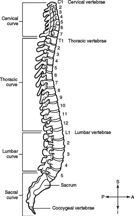 The Vertebral Column Spinal Cord And Neck Basicmedical Key