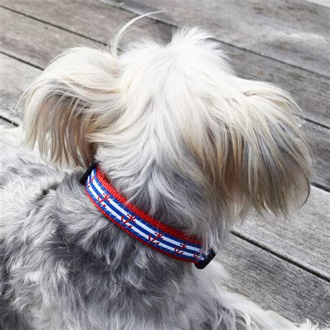 Small Narrow Dog Collar Anchors Aweigh National Archives Store