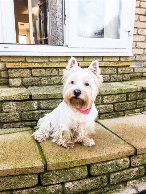 Westie girl Dixie | Westies, West highland terrier, Cute little dogs