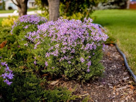 Dwarf Rhone Aster Jeffries Nurseries