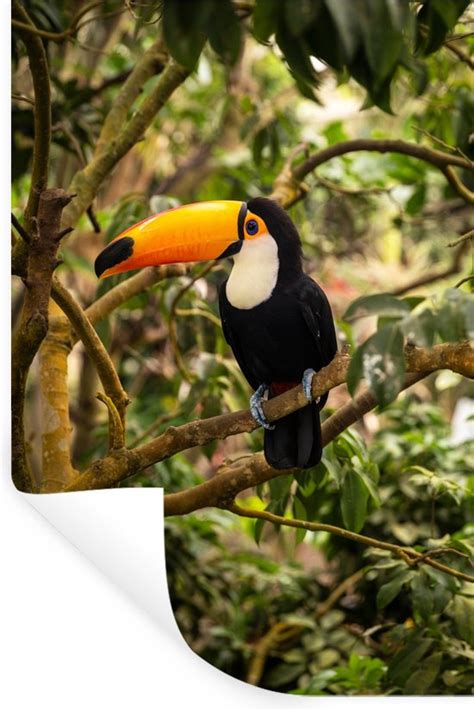 Muurstickers Sticker Folie Vogel Toekan Jungle Natuur