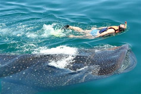 Experience In The Caribbean Sea Swimming With Whale Sharks From Riviera Maya In Playa Del Carmen