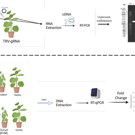 An Overview Of Agro Infiltration In N Benthamiana A Transient