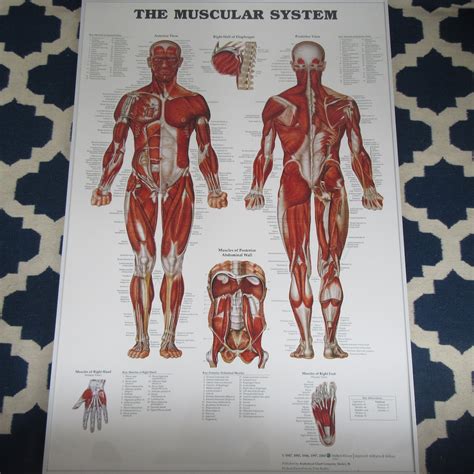 Anatomical Muscular Chart