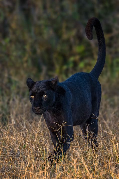 African Black Leopard In the Grass Fine Art Photo Print | Photos by Joseph C. Filer