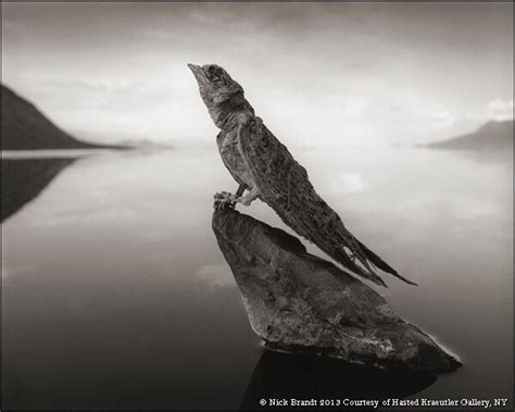 Lake Natron Turns Animals Turn Into Petrified Mummies | Newsmax.com