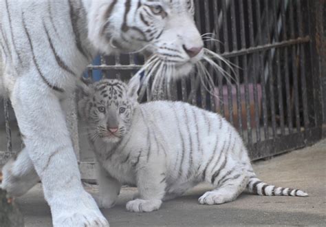 宇都宮動物園でホワイトタイガー赤ちゃん公開｜web写真館 ニュース｜web写真館｜下野新聞デジタル