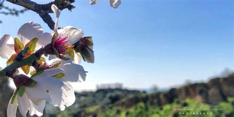 Agrigento Dopo Anni Torna La Sagra Del Mandorlo In Fiore Ecco Il