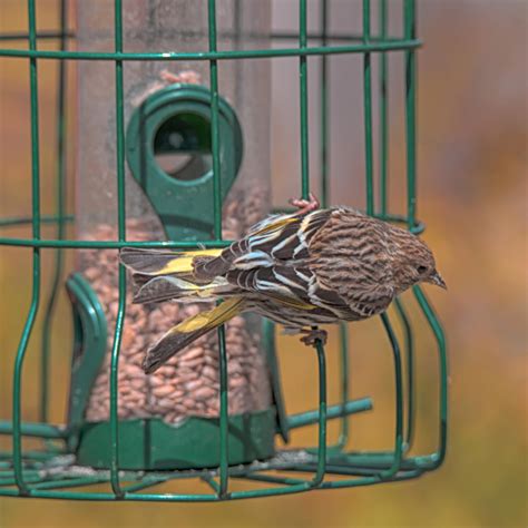 What To Feed Garden Birds - St Bridget Nurseries