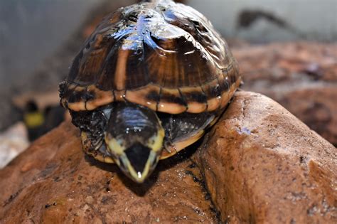 Crazy Critters Inc.: Striped Mud Turtles(Kinosternon baurii) Care and
