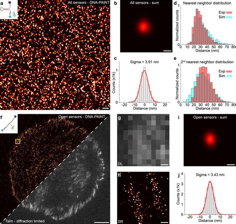 Dna Paint Imaging Of Surface Immobilized And Mechanically Unfolded