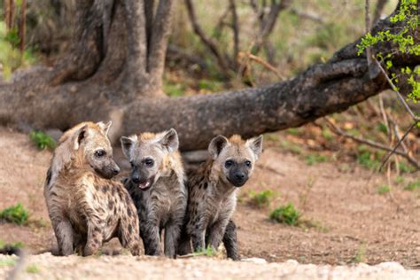 "Spotted Hyena" Images – Browse 15,124 Stock Photos, Vectors, and Video ...