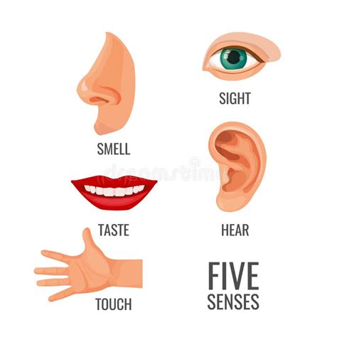 Five Senses With Titles At Body Parts Vector Illustration Stock Vector