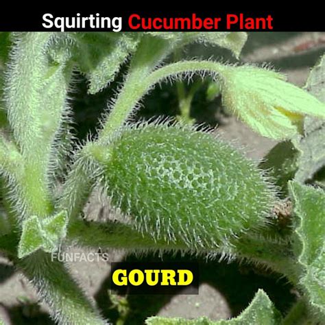 Squirting Cucumber The Plant That Explodes 🤯 Shorts Plants Viral Youtubeshorts Youtube