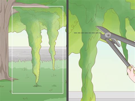 How to Remove Moss Effectively: Lawn, Roof, & Wall Tips