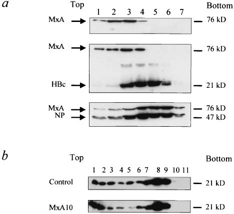 Mxa Inhibition Of The Nuclear Export Of Rna Mediated By The Hbv Pre