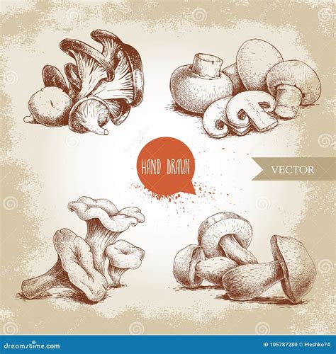 Hand Drawn Sketch Style Mushrooms Compositions Set Champignon With