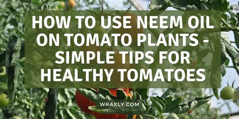 How to Use Neem Oil on Tomato Plants - Simple Tips for Healthy Tomatoes ...