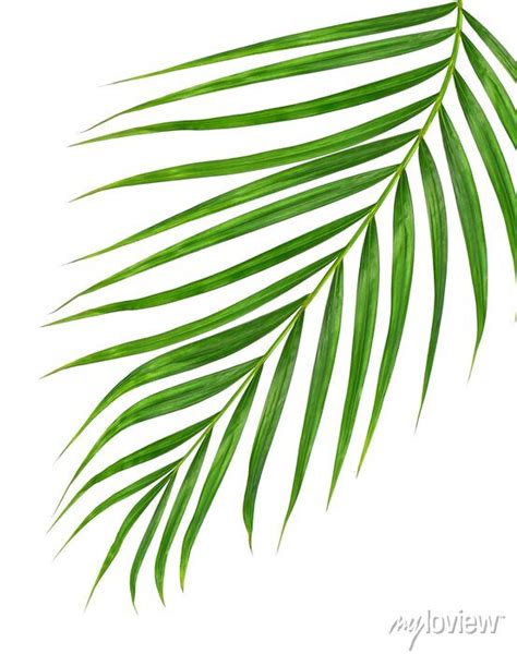 Green Leaves Of Palm Tree On Transparent Background Png File Posters