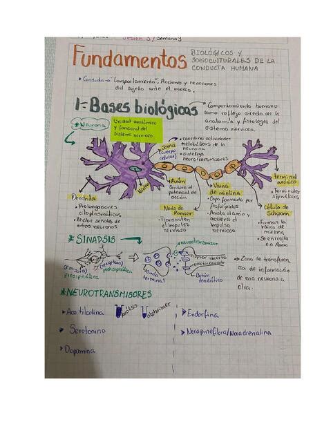 Bases Biol Gicas De La Conducta Humana Giadira Ramos Udocz