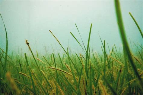 Herbe Sous Marine De Mer Verte Herbe De Mer Sous L Eau Image Stock