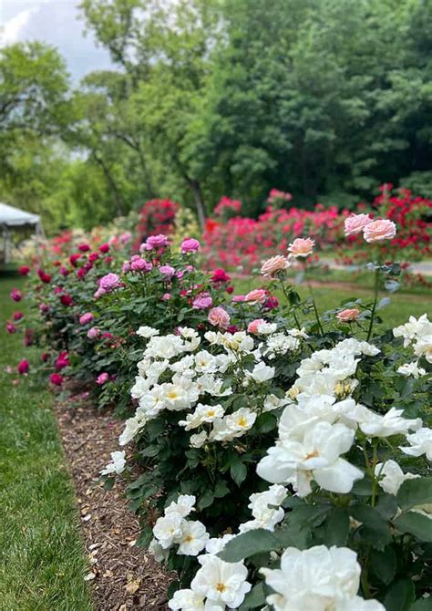 Jasper Crane Rose Garden Friends Of Wilmington Parks