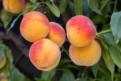 Pruning Overgrown Peach Trees The Complete Guide Big Organic Garden