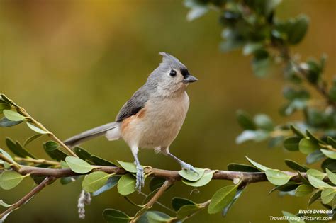 Backyard Birds & Color Balance | Travel Through Pictures . com