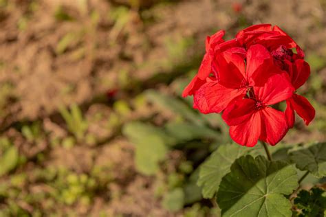 Free Picture Geranium Dark Red Flower Horticulture Gardening