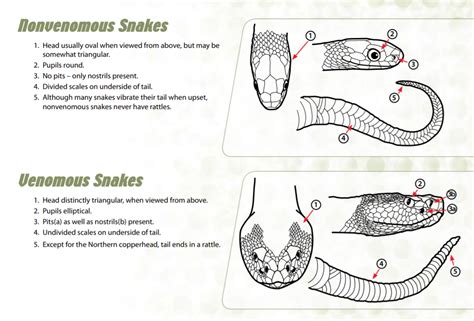 Venomous Snake Vs Non Venomous Snake