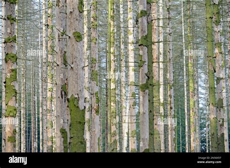 Bosque de coníferas abeto muerto Picea abies debido a la infestación