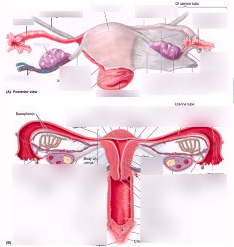 Diagram Posterior Uterus Diagram Quizlet