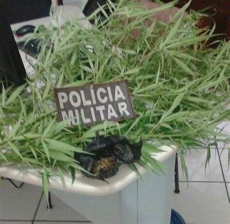 P S Da Maconha S O Encontrados Pela Pol Cia Em Baixa Grande