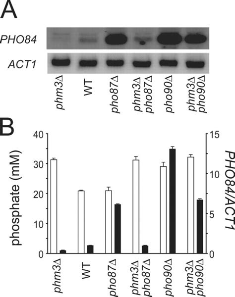 Low Affinity Orthophosphate Carriers Regulate PHO Gene Expression