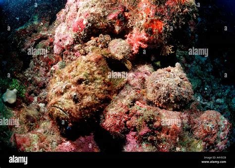 pair  reef stonefish synanceia verrucosa malediven maldives islands