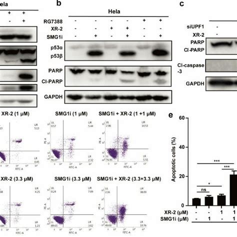 Schematics of the nonsense-mediated mRNA decay (NMD) pathway in ... 