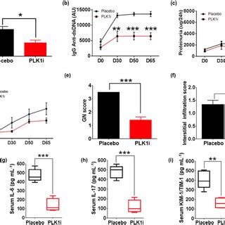 PLK1 Inhibition In Vivo Rescues Lupus Phenotypes In MRL Lpr Mice A