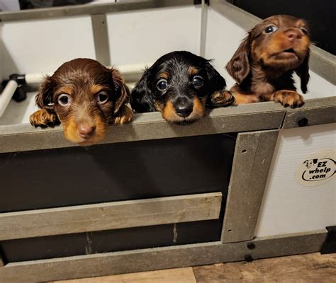 NOTICE Regarding Waitlist Applications AKC Infinity Dachshunds