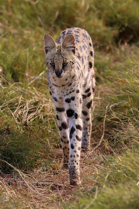 african wildcat serval walking  tall grass  africa etsy