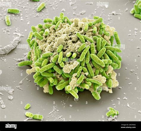 E Coli Bacteria Coloured Scanning Electron Micrograph Sem Of Escherichia Coli Bacteria