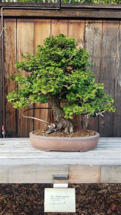 Stunning Hinoki Cypress At The Golden State Bonsai Federation R Bonsai