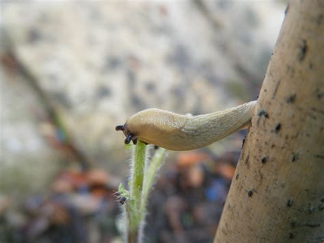 Slug eating a Moonwalker sunflower