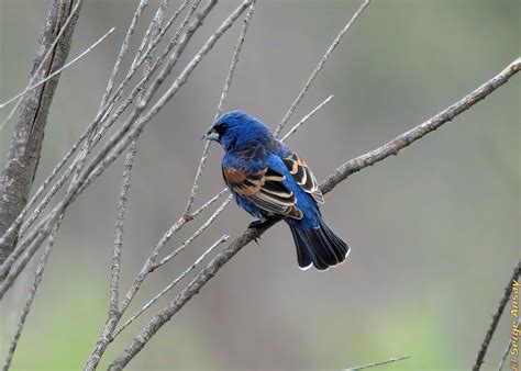 2021/05/16 - Blue grosbeak - 6 photos