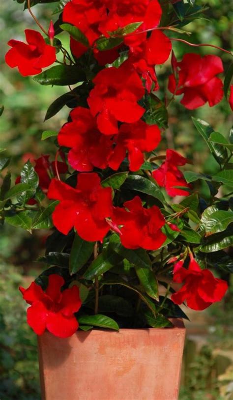 Mandevilla Sun Parasol Giant Red Emperor Mandevilla Garden Center